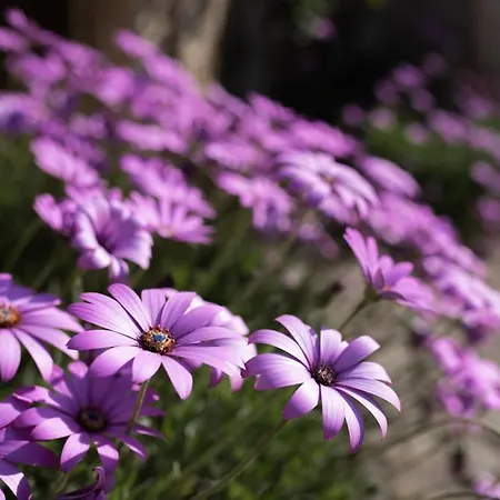 Chateau De Chappe فندق مبيت وإفطار Les Bois-d'Anjou