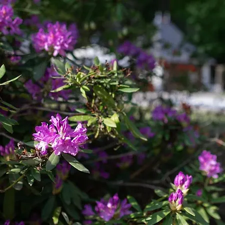Alojamento de Acomodação e Pequeno-almoço Chateau De Chappe Les Bois-d'Anjou