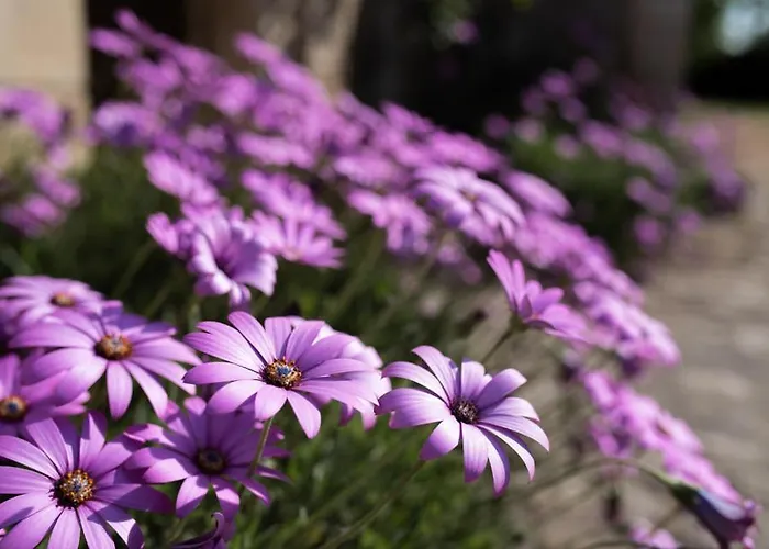 Chateau De Chappe 住宿加早餐酒店 Les Bois-d'Anjou