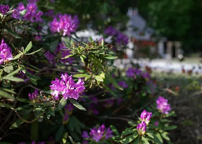 住宿加早餐酒店 Chateau De Chappe Les Bois-d'Anjou
